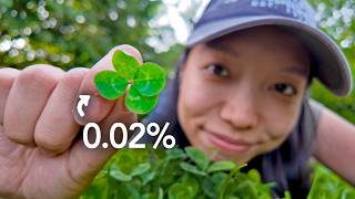 How rare is a four-leaf clover, really? How rare is a four-leaf clover, really?