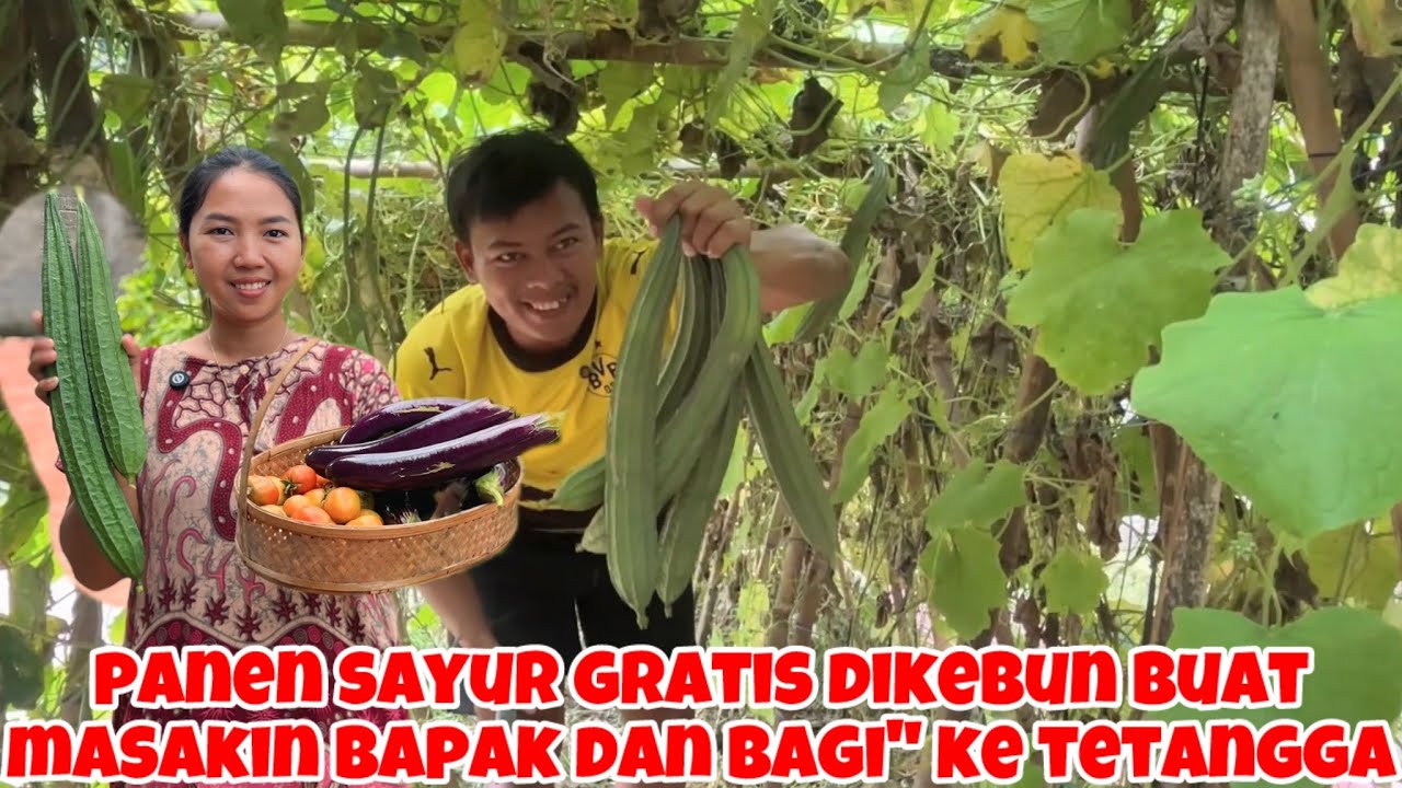 PANEN SAYUR GRATIS DIKEBUN BUAT MASAKIN BAPAK DAN BAGI