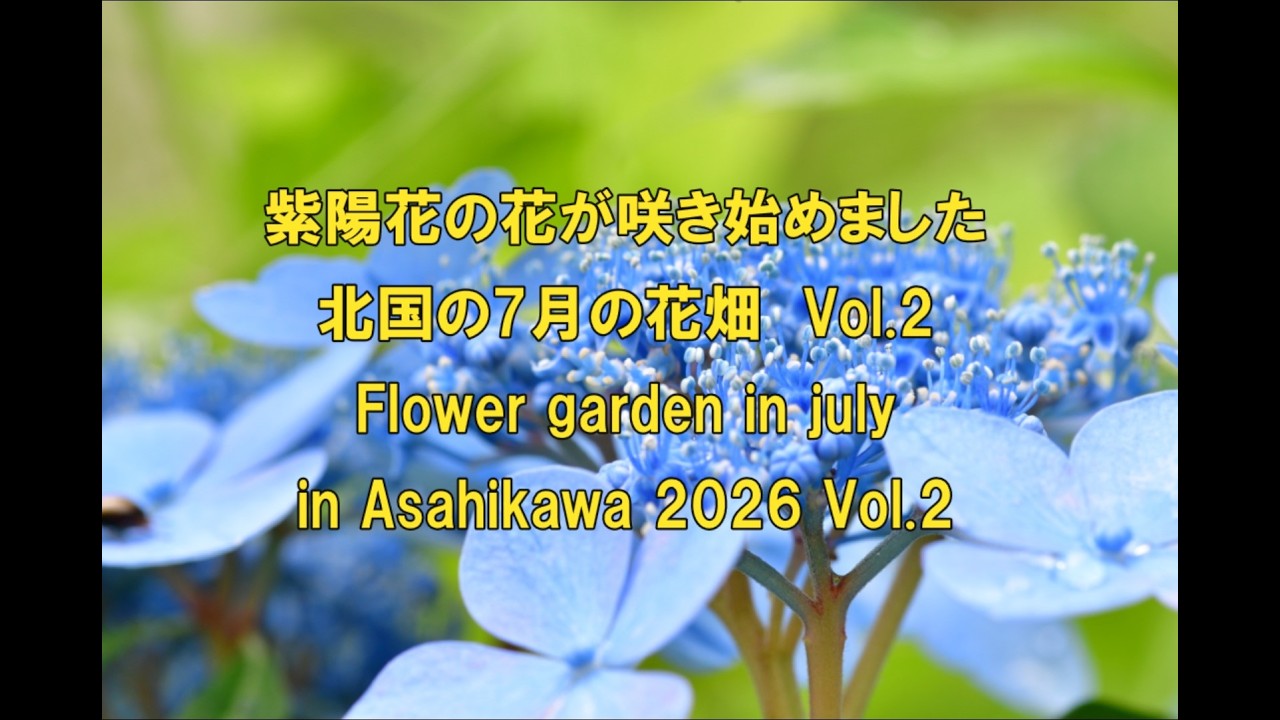 4K 紫陽花の花が咲き始めました7月の花畑Vol.2 Flower garden in July