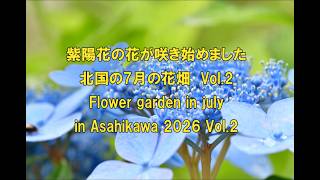 4K 紫陽花の花が咲き始めました7月の花畑Vol.2 Flower garden in July