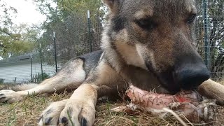 German Shepherd And Wolfdog Eat Turkey Together