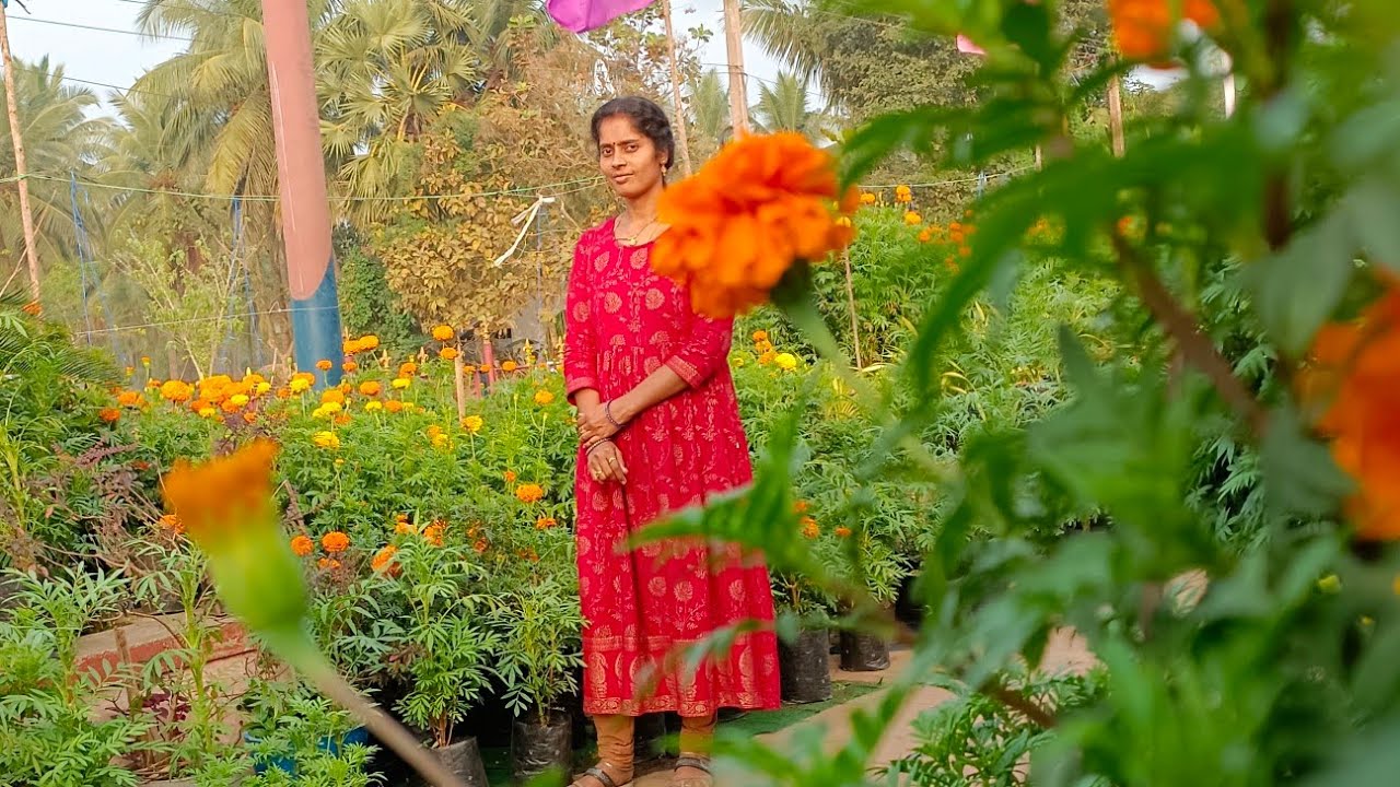నేను గార్డెనింగ్ స్టార్ట్ చేశా/my terrace gardening లో organinic harvest