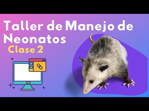 Taller Manejo de Neonatos Silvestres parte II