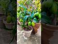 Mango plant in pot Fast Fruiting | Full video on My chenel |  Mango