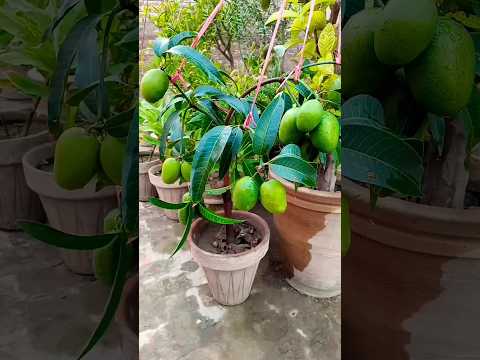 Mango plant in