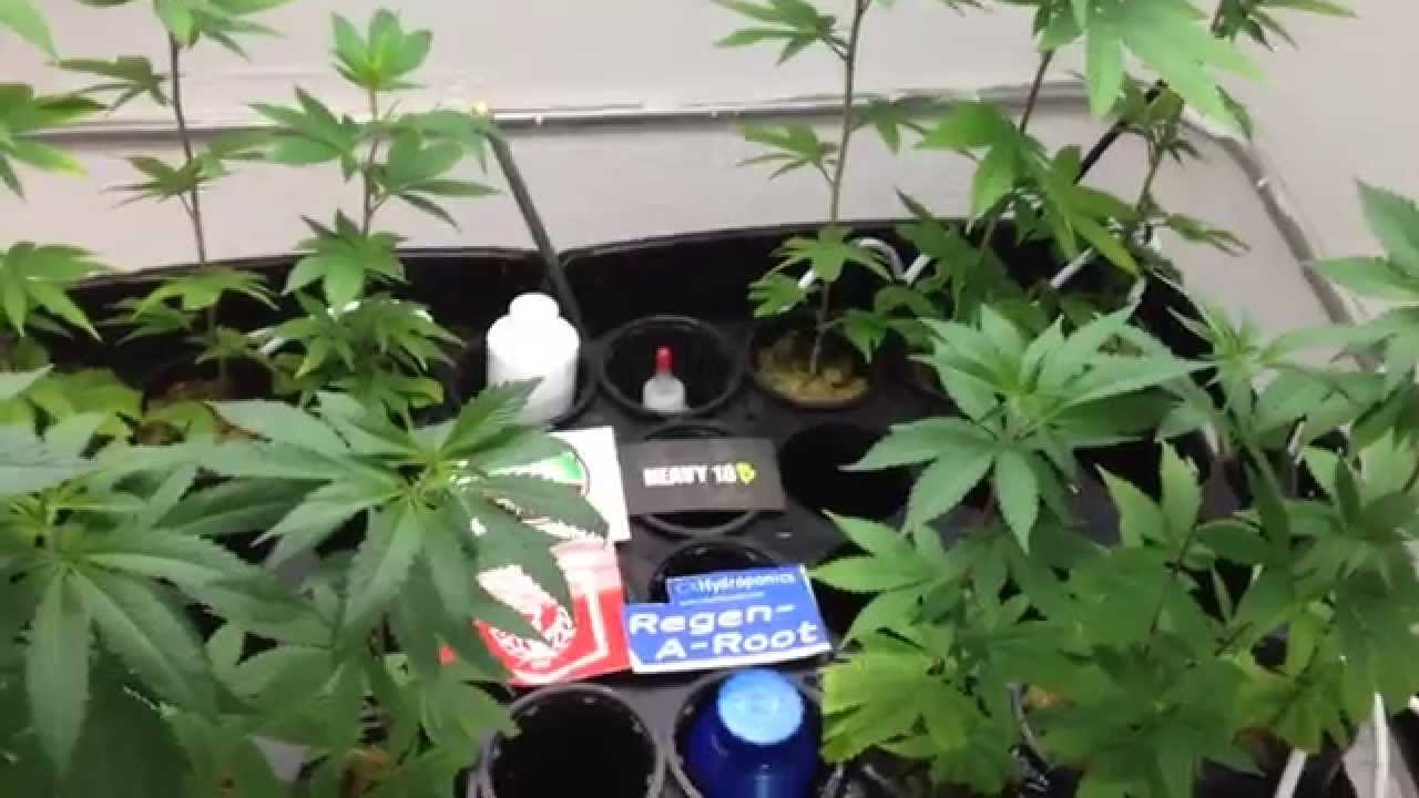 Root Wars ep 1- House & Garden - Heavy 16 - CX Hydroponics - Tappin Roots