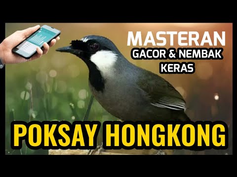 MASTERAN POKSAY HONGKONG FULL VARIASI KICAU, MASTERAN JUARA POKSAY HONGKONG