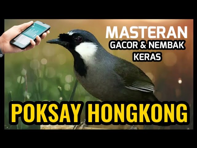 Masteran Poksay Hongkong Gacor u0026 Nembak Keras | Bukicao class=