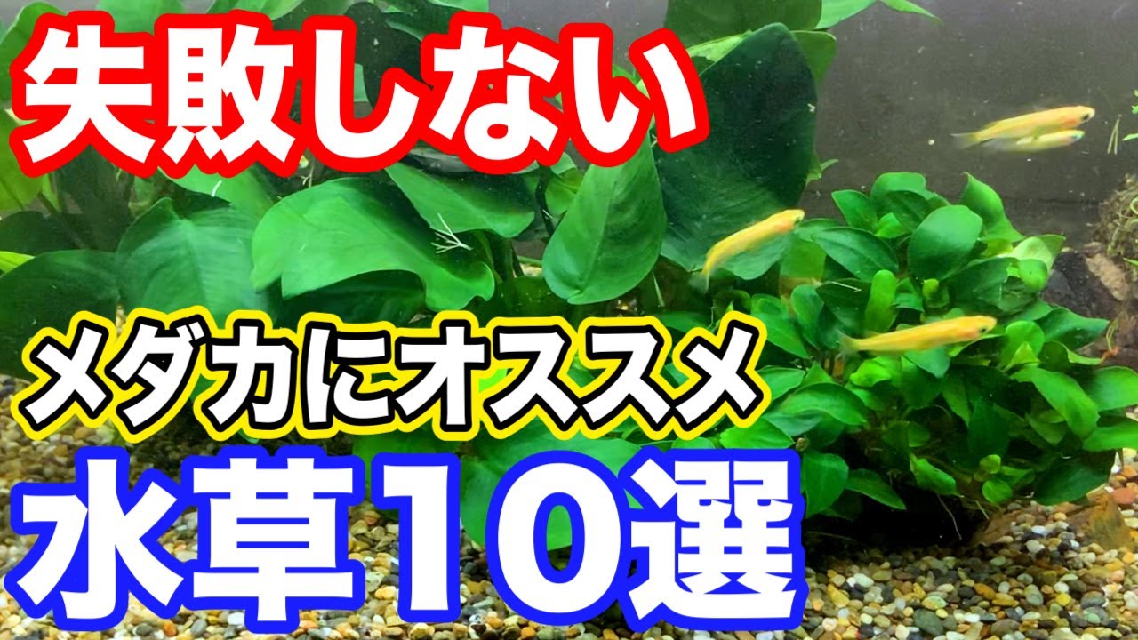 【初心者向け】メダカと相性のいい水草10選！後悔しない水草選び【観賞魚】【水槽】