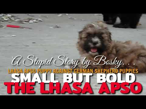 lhasa-apso-puppy-versus-gsd-(german-shepherd-puppy).-funny-clip-on-dogs.-funtimes-at-the-office.