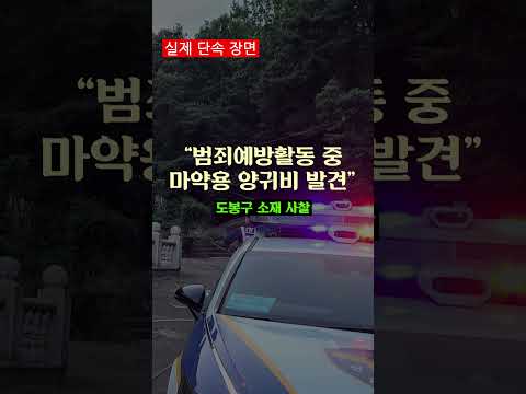 산책하다 양귀비를 본 것 같아요😮👀