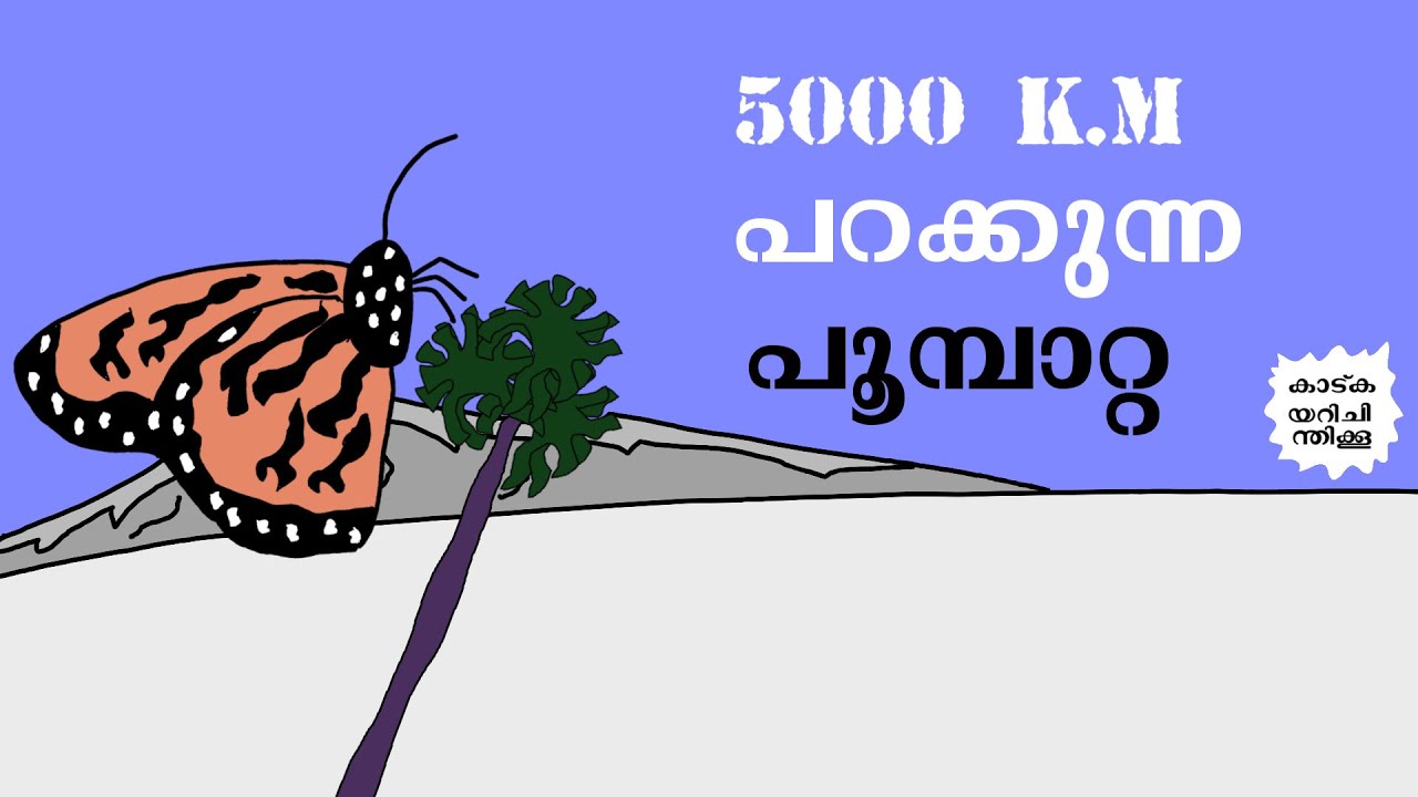 മൊണാർക്ക് പൂമ്പാറ്റകളുടെ അവിശ്വസനീയം ആയ യാത്ര !
