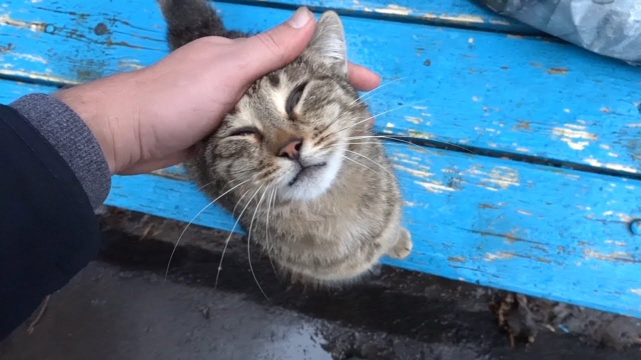 The Cat Is So Hungry After The Rain YouTube