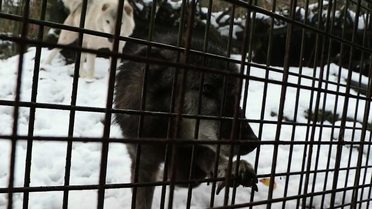 メリーの肉詰め