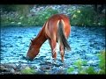 Wild Horses at the Lower Salt River Arizona Tonto National Forest a DJI Drone, GoPro and Canon Video