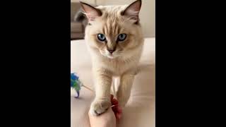 POV You tease the toy near your wrist and the Ragdoll cat gently grabs you