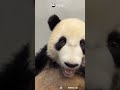 Panda Family Sleeping In Different Funny Poses | iPanda #shorts #HKPanda