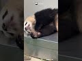 Panda Family Sleeping In Different Funny Poses | iPanda #shorts #HKPanda