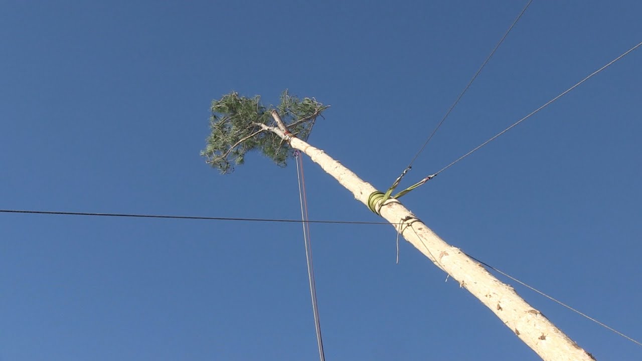 SS25: Plantada del pi de Sant Sebastià 2025