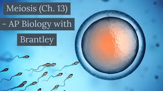 Meiosis (Ch. 10) - AP Biology with Brantley
