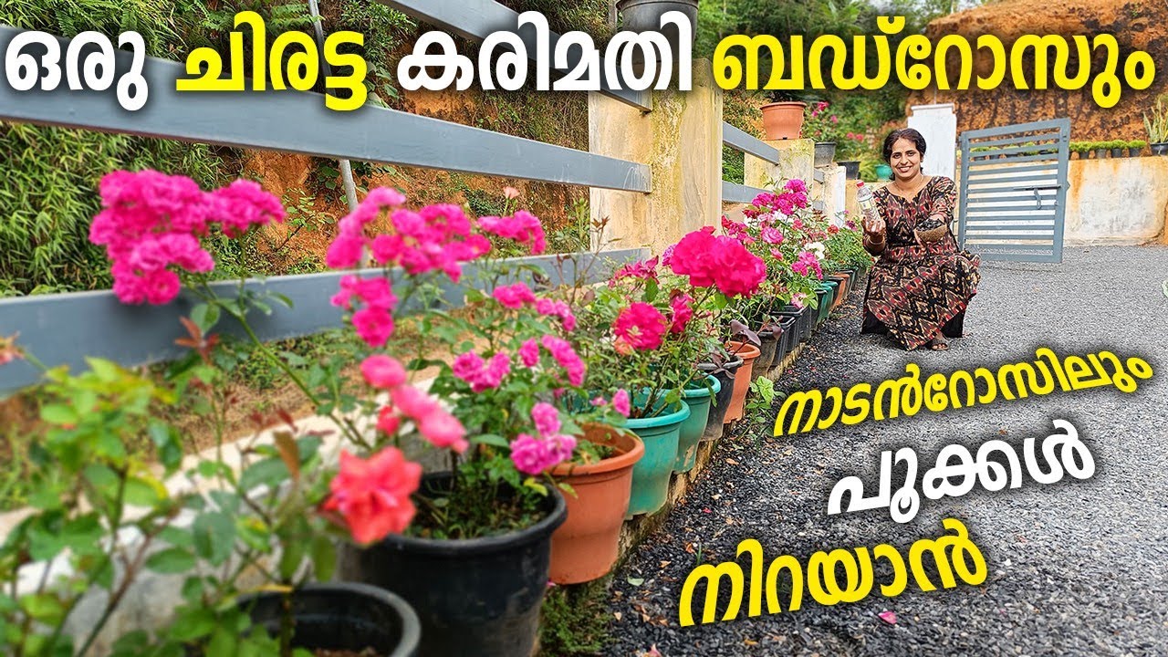 റോസയിൽ പൂക്കൾ നിറയാൻ ഉള്ള കറുത്ത മരുന്ന് |black pesticide