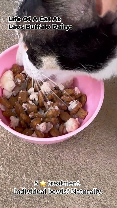 5-Star Dining Experience, Feline Edition ⭐ | Laos Buffalo Dairy