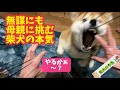 【柴犬】急に覚醒して母親に挑む柴犬！覚醒の原因がひどい！【茶虎猫】