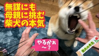 【柴犬】急に覚醒して母親に挑む柴犬!覚醒の原因がひどい!【茶虎猫】