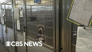 Nationwide animal shelters say they're facing a crisis