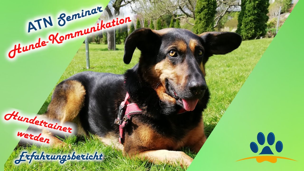 So kommunizieren Hunde Seminar Ausdrucksverhalten ATN Hundetrainer