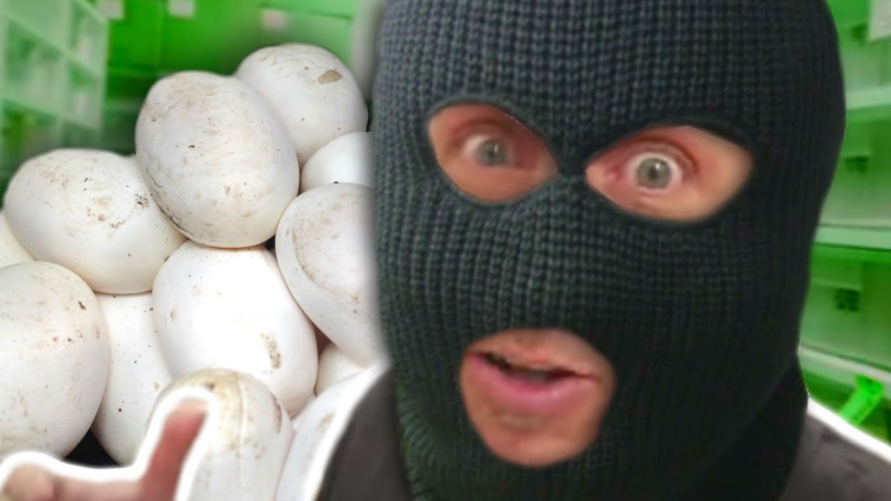 vlogs in spanish STEALING SNAKE EGGS!!! LORI'S ATTITUDE & NOAH WORKING!!! | BRIAN BARCZYK