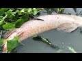Hunting 240KG Giant Arapaima Fish For The World Record