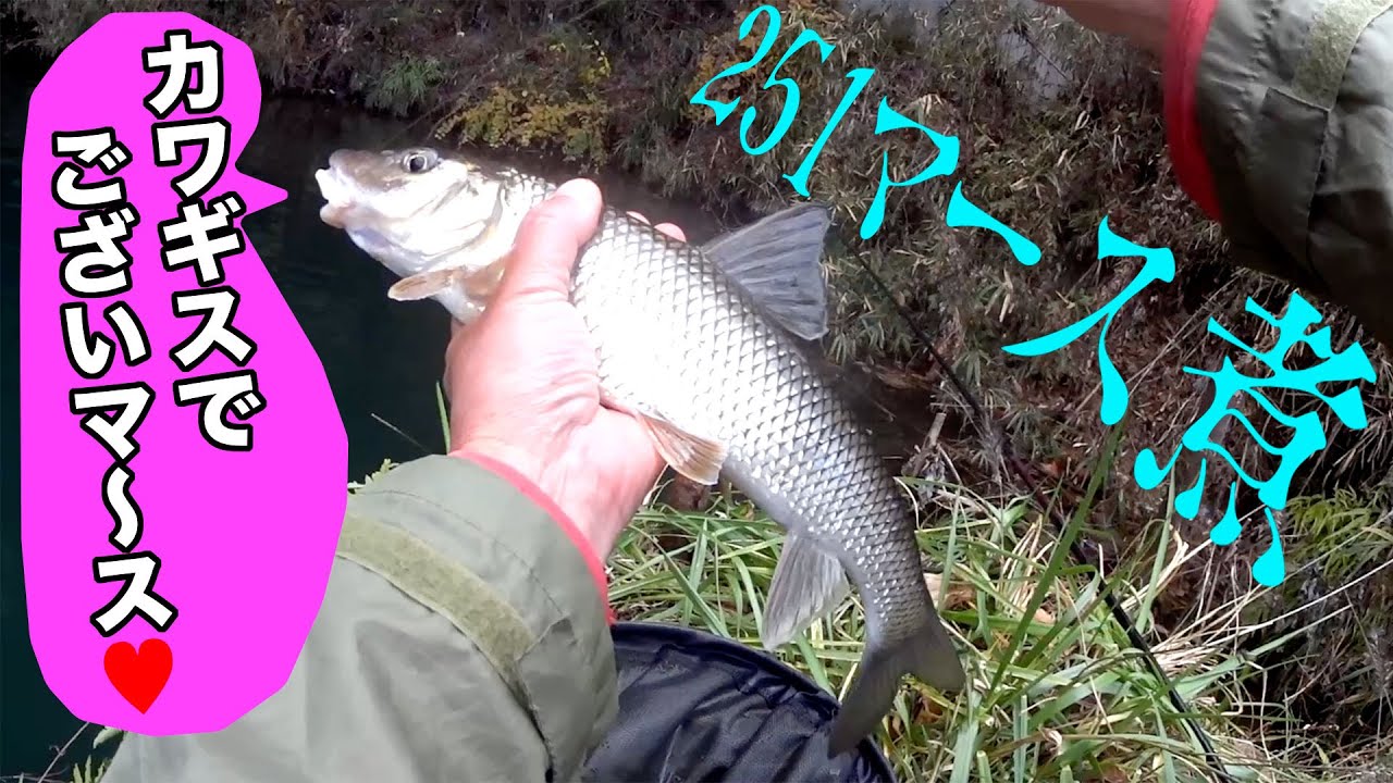 真冬の川釣りでニゴイのマース煮なのでございマースｗ