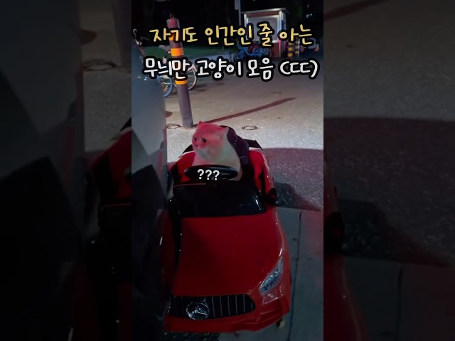 자기도 인간인 줄 아는 무늬만 고양이 모음 (ㄷㄷㄷ)
