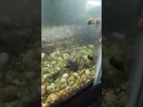 New blue dwarf crayfish #fishtank #aquarium #freshwateraquarium #fishkeeping #tropicalfish #crayfish