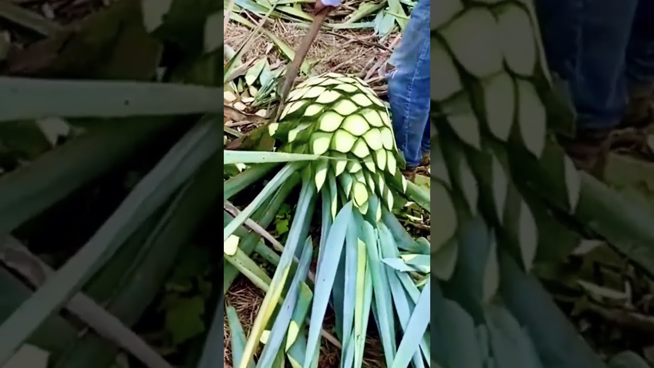 Unique way for farmers to harvest crops for tequila drinks 