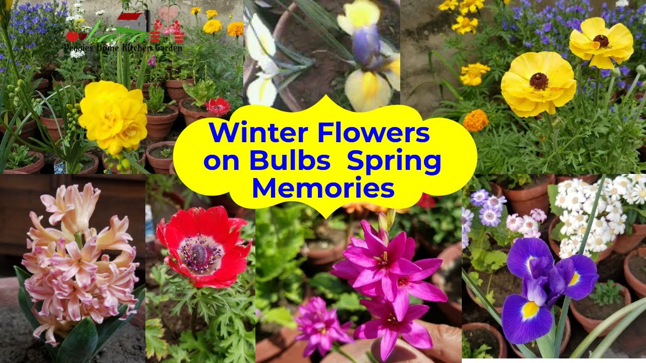 Loving Memories of Winter Flowers on Bulbs in Spring 2020 - YouTube
