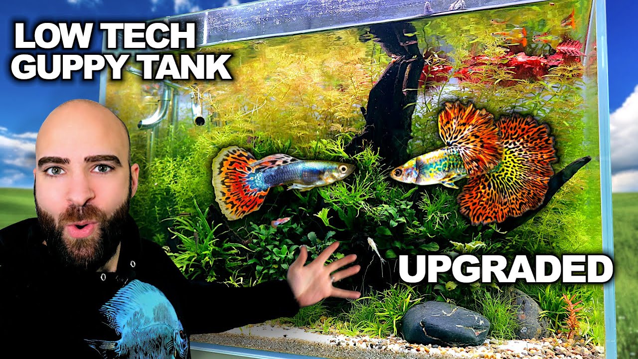 Play: A Low-Tech Guppy Tank Gets an Upgrade: Real Fishkeeping, Slowly Explained