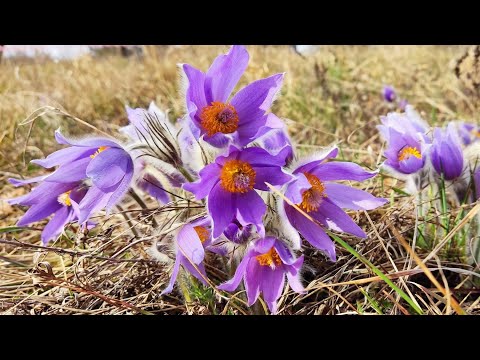 Video: Kdy koniklece kvetou?