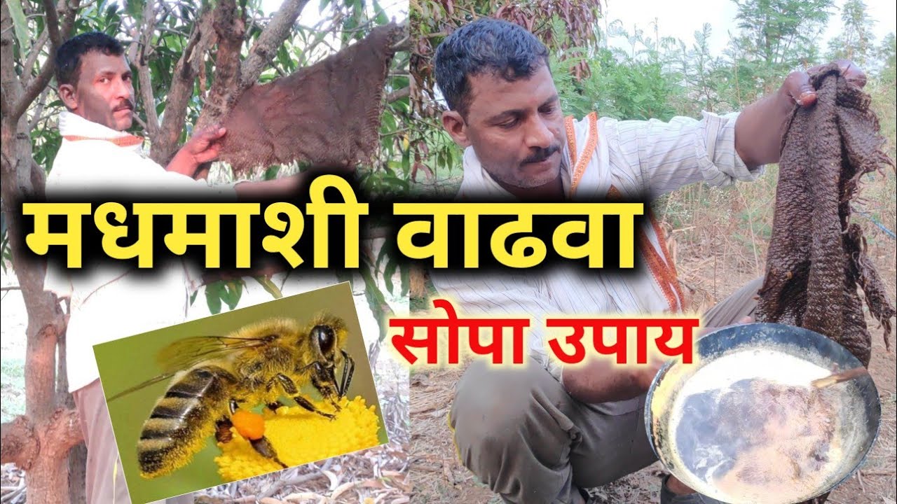 मधमाशी वाढीसाठी गावरान उपाय