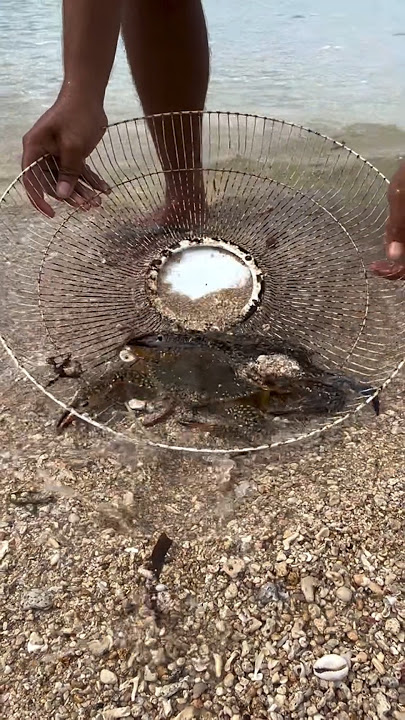 Wait... What's Hiding in the Sand?! 🦀