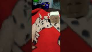 hni se confundan soy chileno