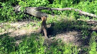 Groundhog Spots Fox