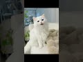 Cute Cat Singing Song рџ Ґ Cat Unfrez Shirtsvideo Cuteanimal Shortvideos Cutecat Shortviral Cute Cat Singing Song рџ Ґ Cat Unfrez Shirtsvideo Cuteanimal Shortvideos Cutecat Shortviral