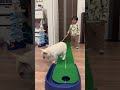 まさかの展開に子供パニック【犬と子供】#shorts #フレンチブルドッグ