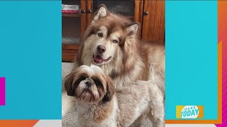Pet Pics: Look At These Adorable Pets!!!