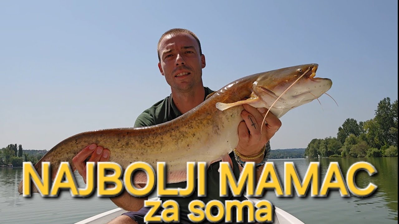 PECANJE SOMA NA CVET #catfish