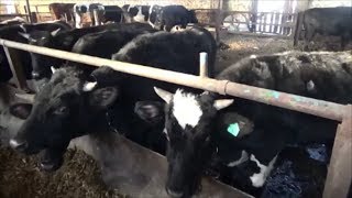 Фермерское хозяйство на Кубани. Откуда молочная продукция. Фермерское хозяйство на Кубани. Откуда молочная продукция.