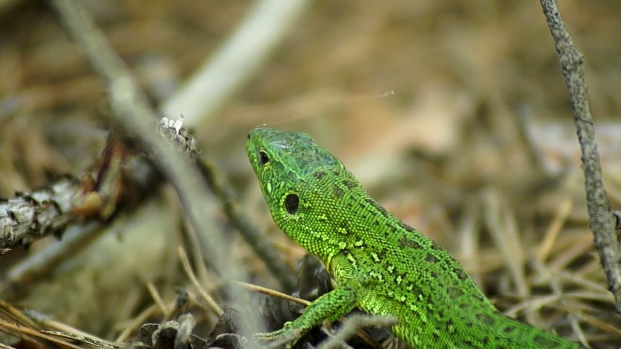 Flora and fauna of the Algarve region in southern Portugal