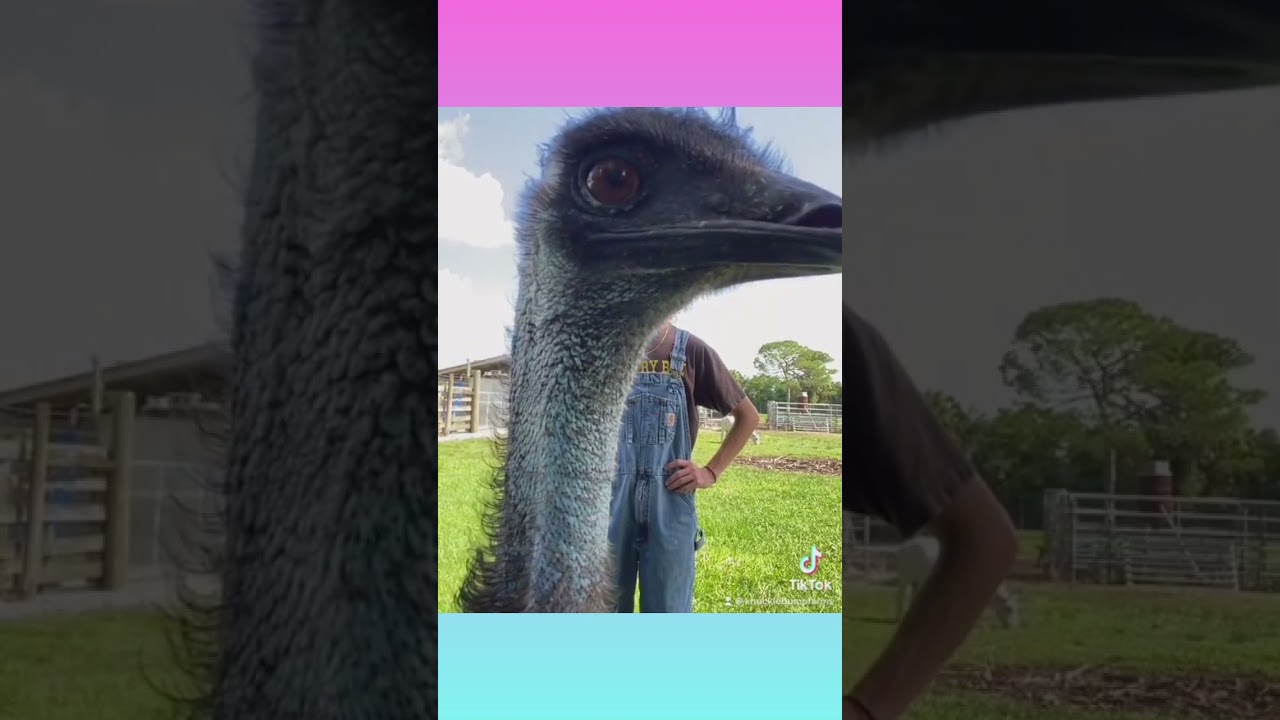 Emmanuel Don't do that 😂 